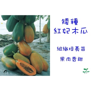 紅妃木瓜組織苗 比價撿便宜 優惠與推薦 22年11月
