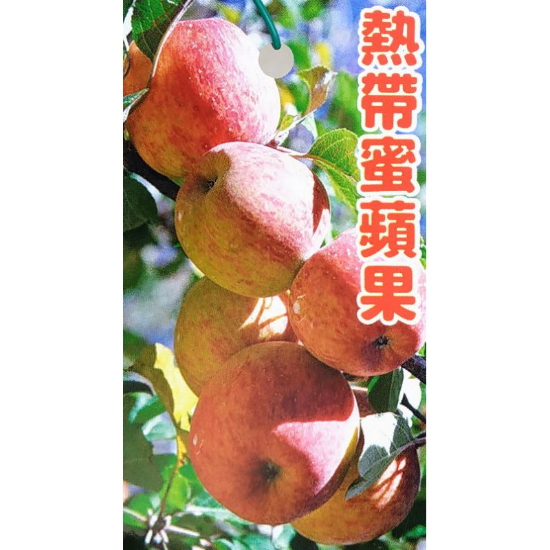 熱帶蜜蘋果苗 嫁接苗 水果苗 新品種 沒什麼葉子