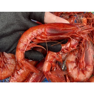 「現」藍海鮮魚-大溪漁港當日現撈「不分大小綜合 生食級胭脂蝦 深海紅蝦」