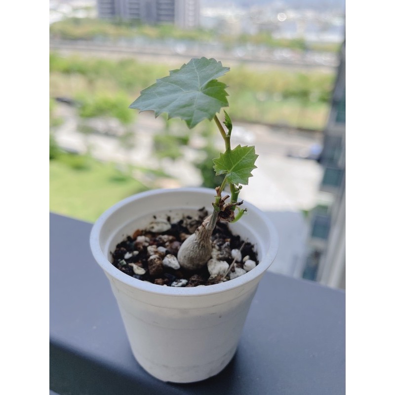 葡萄塊根 塊根植物 多肉植物 蝦皮購物