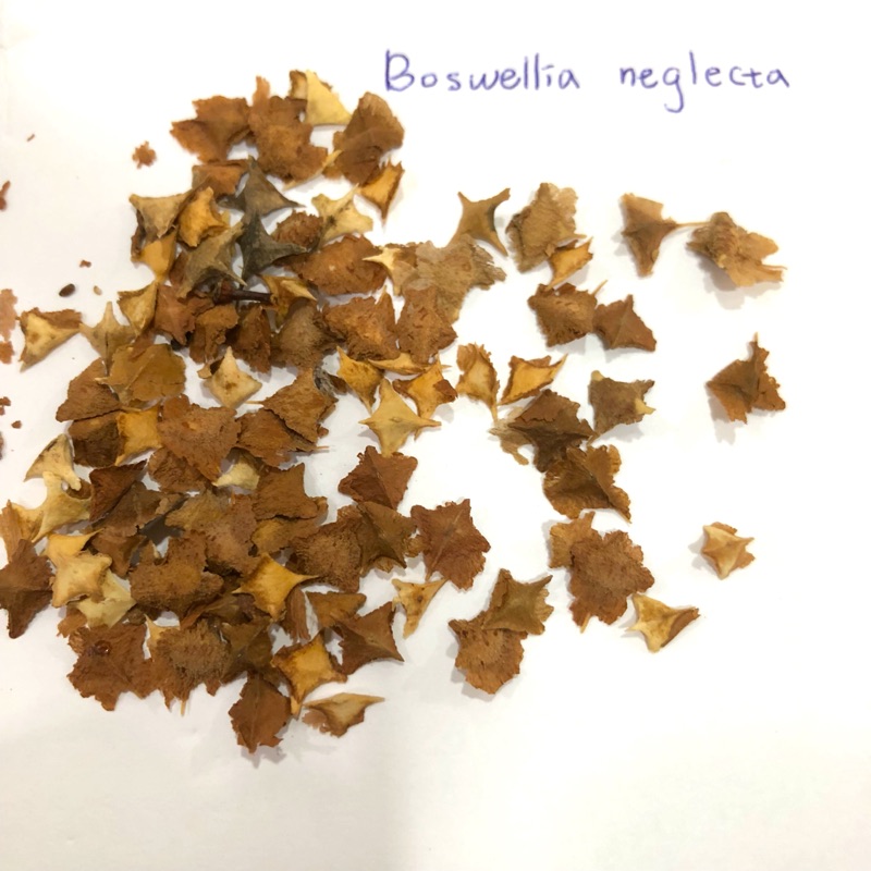 Boswellia Neglecta 尼哥乳香 種子 塊根