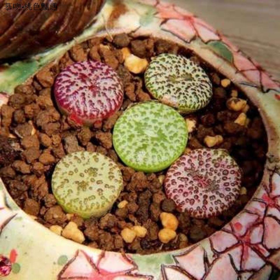 混合安珍安貞福袋 多肉植物組合番杏肉錐2年 1棵 生石花屁股花 蝦皮購物