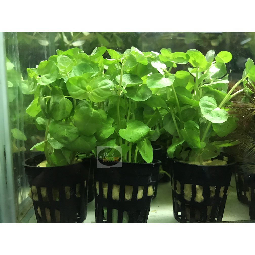 樂魚寶 薄荷草薄荷水草薄荷 水上葉 水草後景耐熱不需co2 真水草水族造景陰性水草 盆 蝦皮購物
