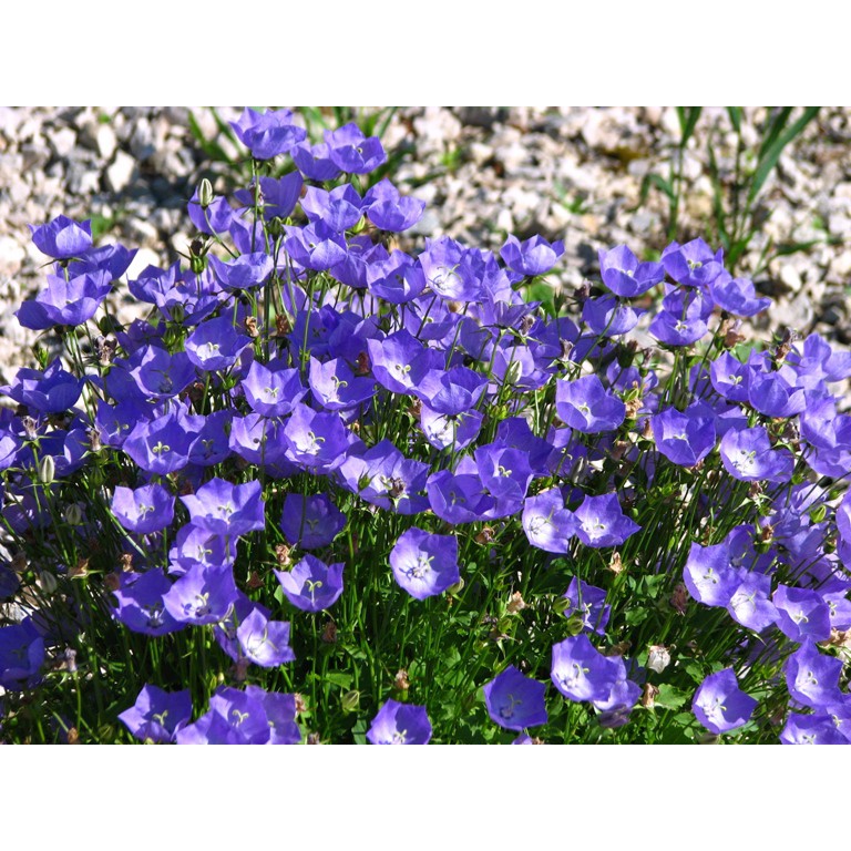 叢生風鈴草(tussock bellflower)種子500顆+