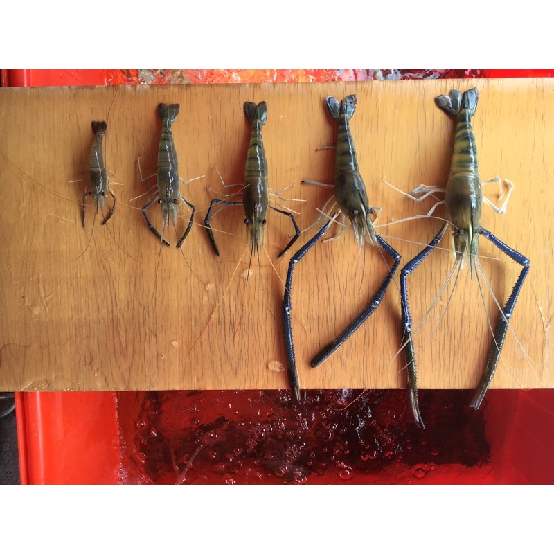 新鮮現抓屏東產地泰國蝦