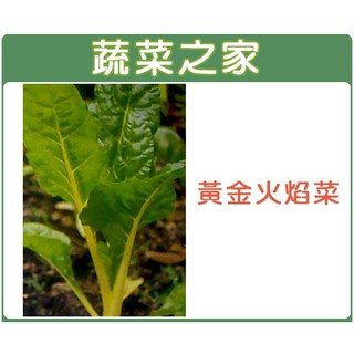 蔬菜之家滿額免運【00A42】大包裝黃金火焰菜種子30克(約2000顆) (黃金菾菜、君達菜、甜菜)