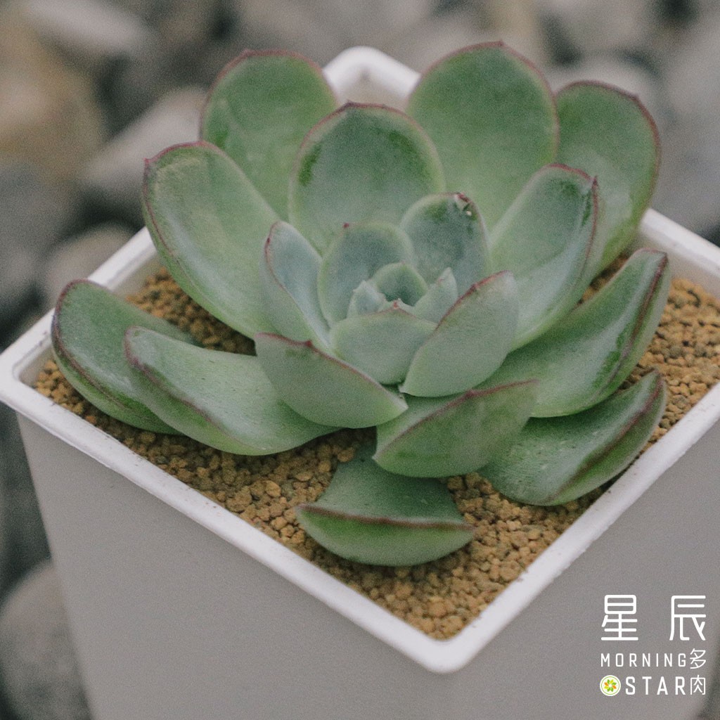 【星辰多肉】醉美人  三吋 穩根連盆寄送。多肉植物，療癒，觀葉，多肉。（寄送會掉葉，可接受再下單）