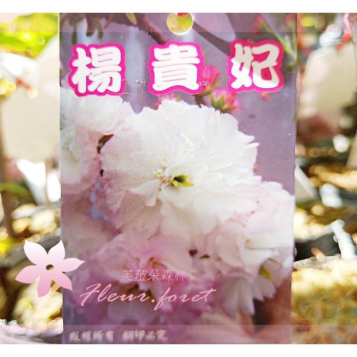 楊貴妃花的價格推薦 22年3月 比價比個夠biggo