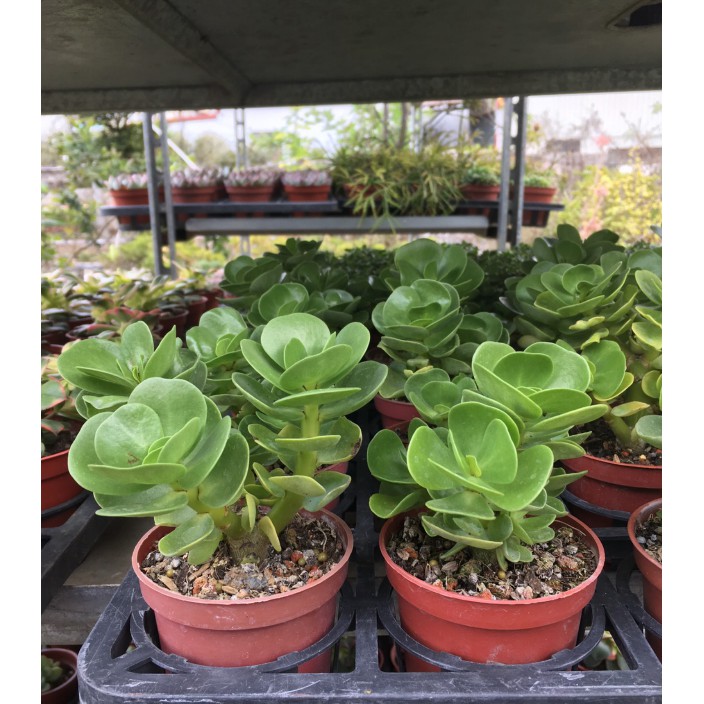 花囍園 多肉植物 雲葉聚財 多年生常綠草本 圓葉古木 3吋高約3 5cm 蝦皮購物