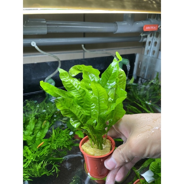 ［小農水族工作室］鐵皇冠☘️陰性水草☘️不需要CO2❗️寄送超商需加購保麗龍箱❗️