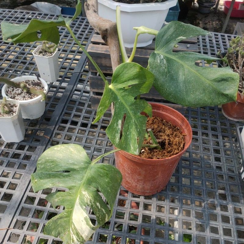 日本盆栽的價格推薦 22年3月 比價比個夠biggo