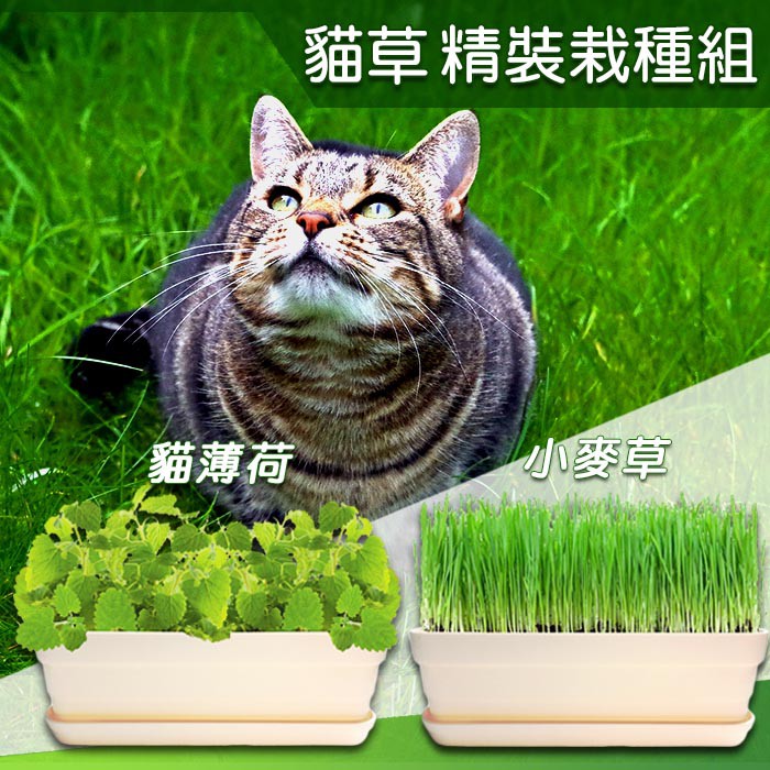 貓草貓薄荷 團購 二手與ptt推薦 21年1月 飛比價格