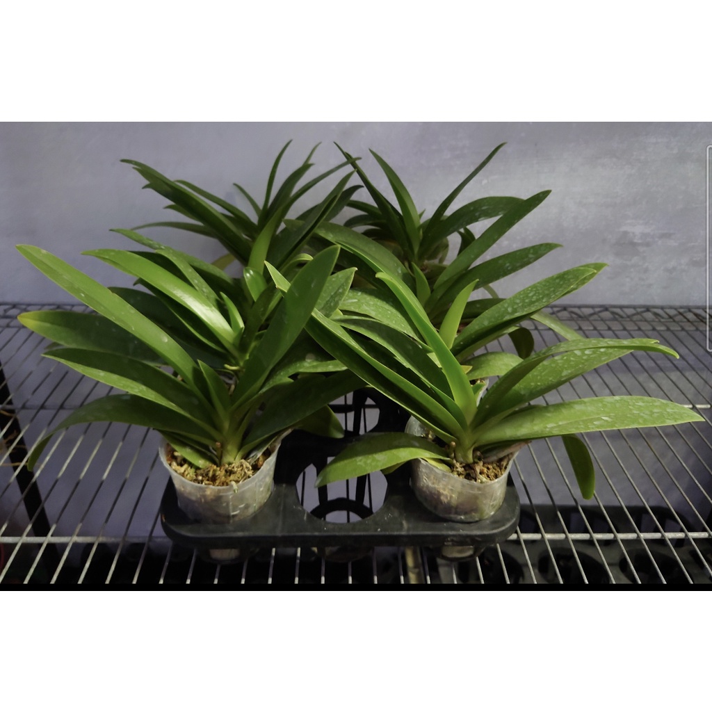 紫氏部 限量成熟開花株 花梗剛剪 蝦皮購物