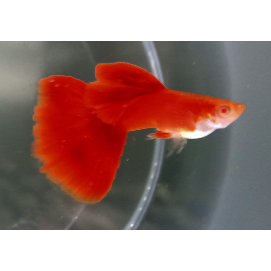 全紅 優惠推薦 22年9月 蝦皮購物台灣