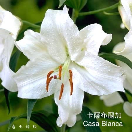 春天球根 南半球香水百合卡薩布蘭加casa Blanca 蝦皮購物