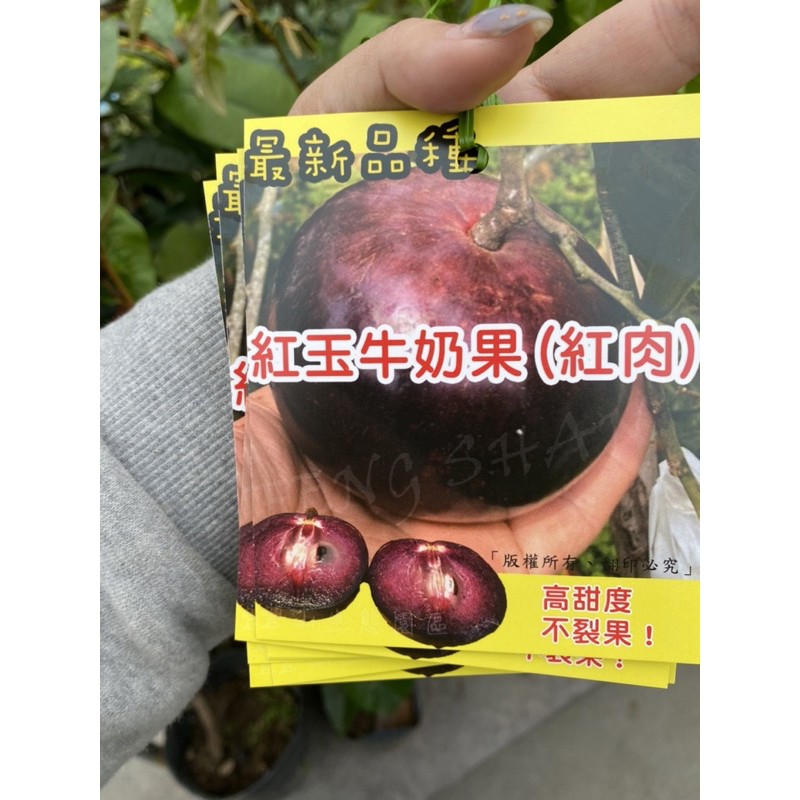 《花果山🐒》 -- 最新品種 （紅玉牛奶果）紫皮紅肉不裂果！薄皮！2020年強推品種