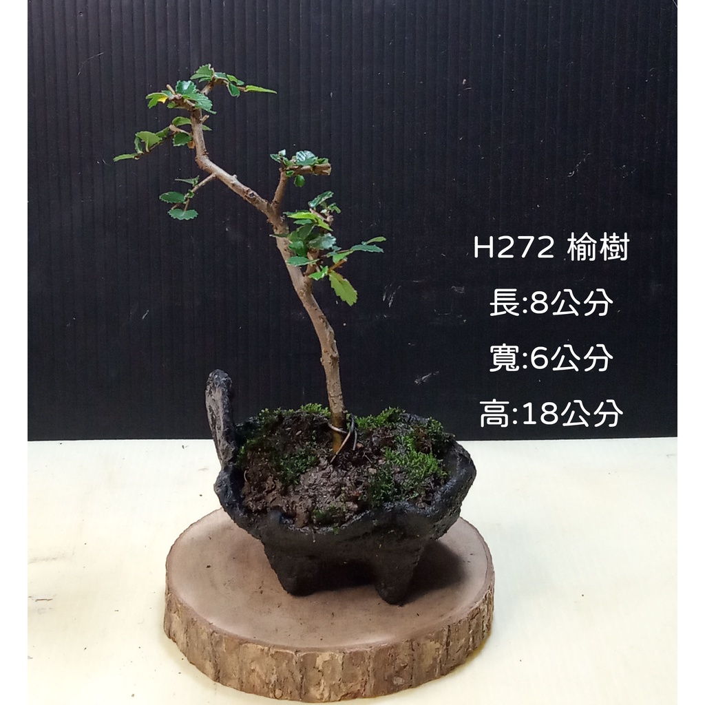 逸林   H272  榆樹  觀賞用  小品盆栽