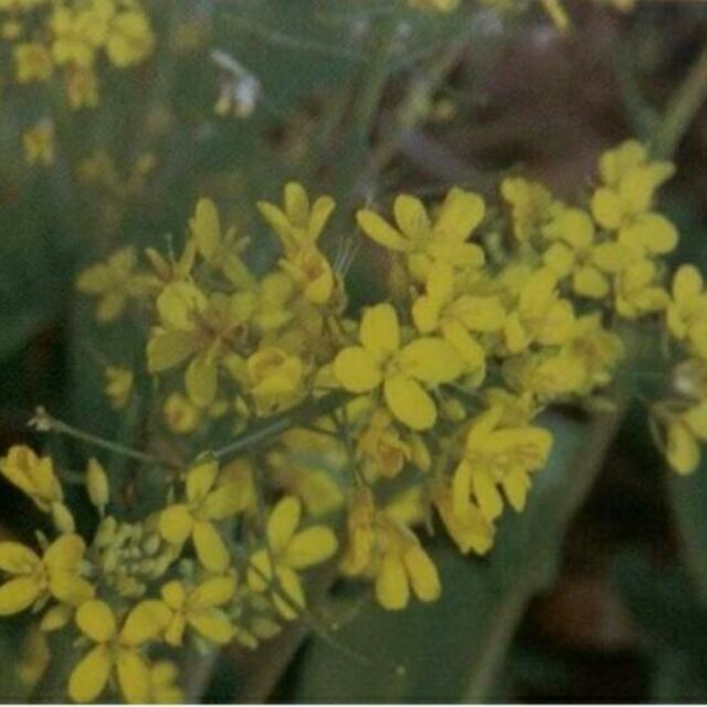 尋花趣 油菜-油菜花種子 1公斤(約30萬粒) 油菜花 田間綠肥