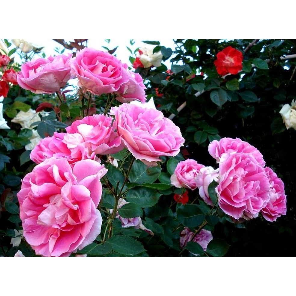 無憂綺麗carefree Wonder 悠遊山城 創始店 5 6吋盆玫瑰 特價180 蝦皮購物