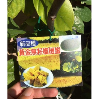 **小農之家**優質種苗「黃金無子榴槤蜜」無子的喔 鳳梨味榴槤蜜 嫁接苗 高50-60cm