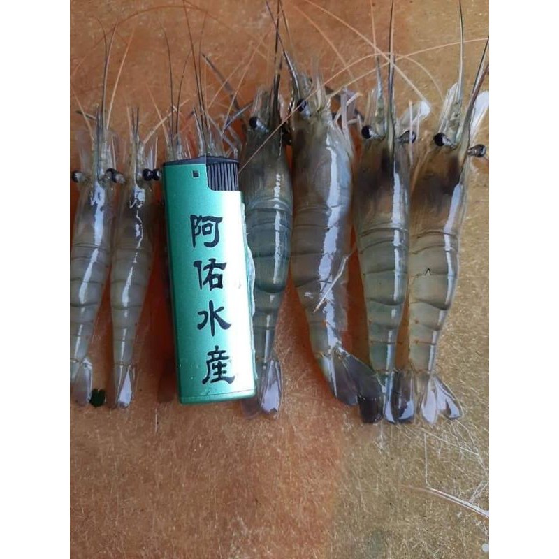 阿佑水產中班泰國蝦產地直送活體急速冷凍