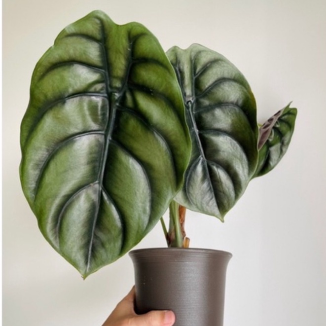 長大超美 原生 龜甲 觀音蓮 銅鏡 Alocasia cuprea 雨林 觀葉 斑葉 網紅 IG 室內 植物 小李植栽