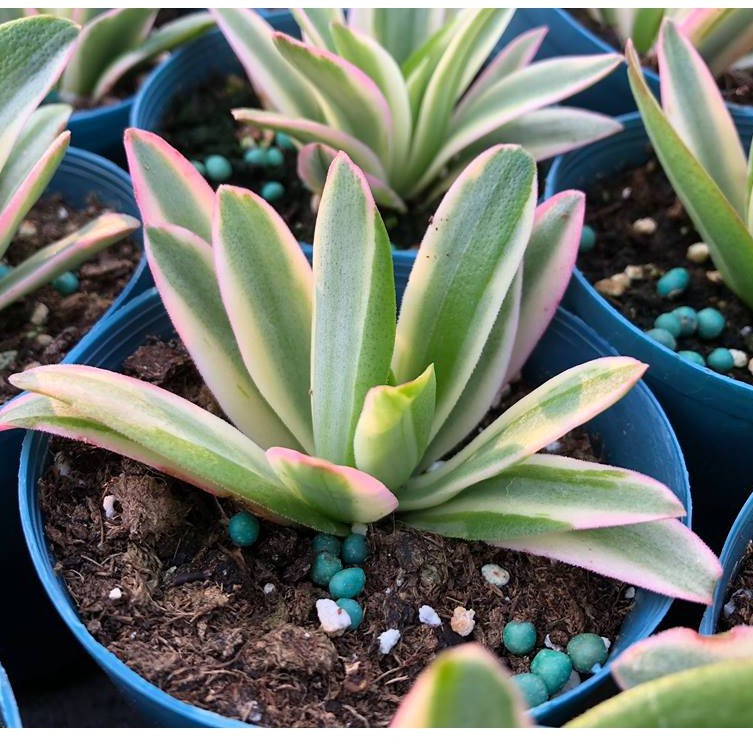 沅鈺農場多肉植物火祭錦 火祭之光 露養植物輕微曬傷 蝦皮購物