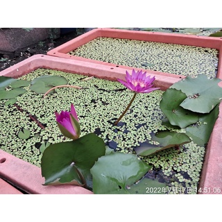 睡蓮優惠推薦 22年9月 蝦皮購物台灣