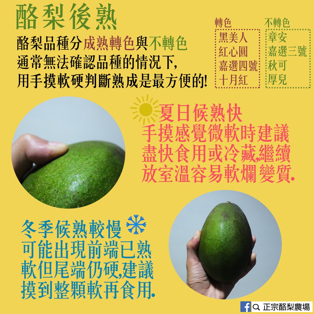正宗酪梨農場新鮮優質酪梨厚兒本土品種小農產地直送 蝦皮購物