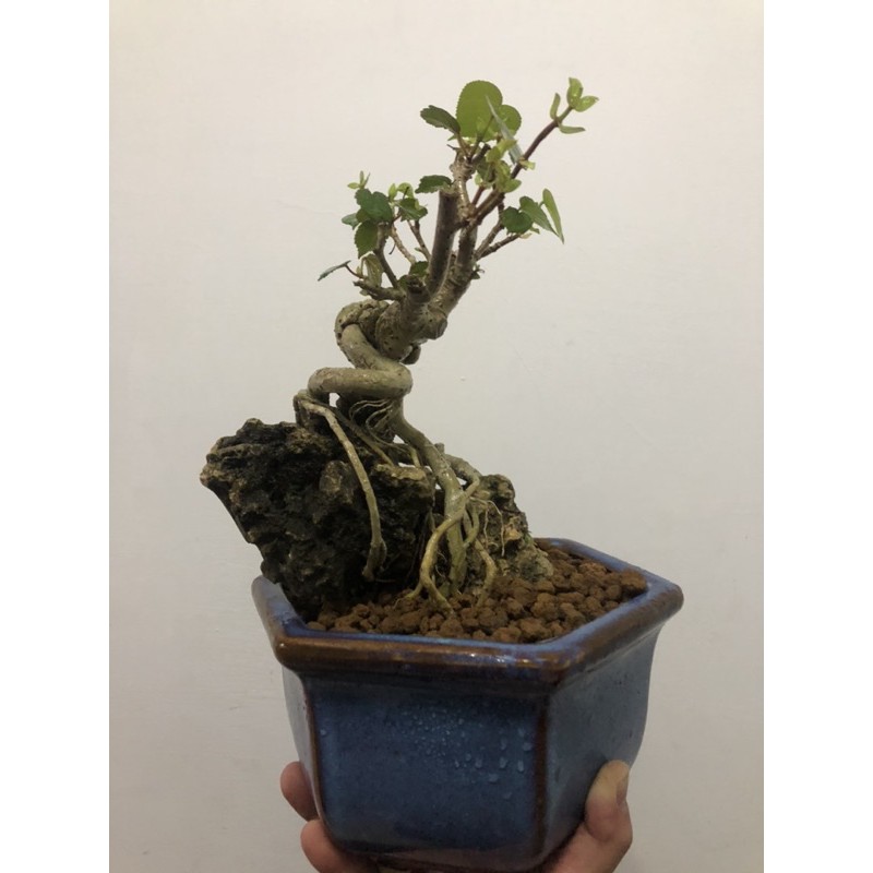 新発売 岐阜県重要無形文化財 正藍本染 タペストリー 新品 その他 インテリア小物¥8,946-www.fecundservices.com 新発売 岐阜県重要無形文化財 正藍本染 タペストリー 新品 その他 インテリア小物¥8,946-www.fecundservices.com