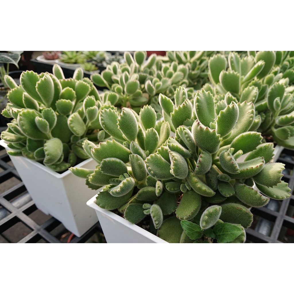 開心農元 多肉 熊童子綠熊綠熊童子熊掌大盆多肉植物 蝦皮購物