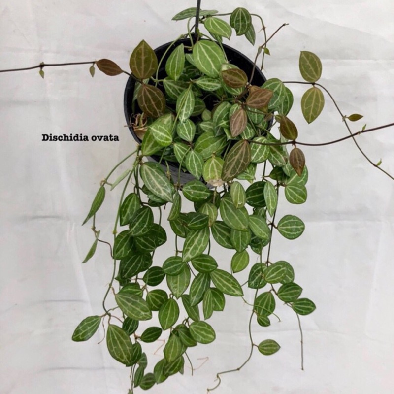 西瓜藤風不動屬蔓性植物 蝦皮購物