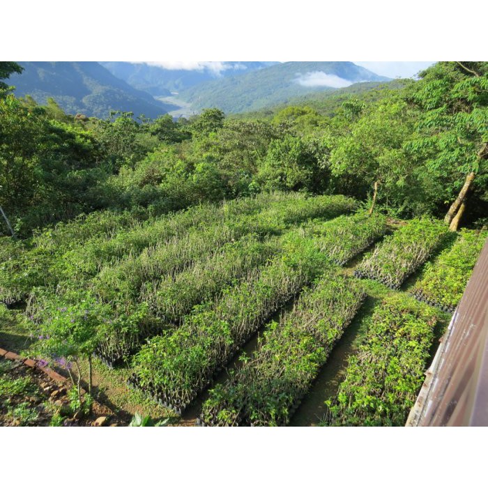 ＊山林農莊-咖啡苗＊ 2年苗--最大宗10萬棵苗~阿拉比卡咖啡樹~咖啡樹苗