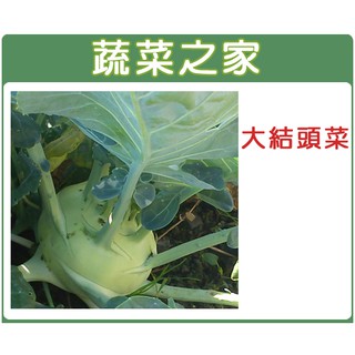 【蔬菜之家滿額免運】大包裝C08.大結頭菜種子1克 (約180顆)(有藥劑處理)(約一般傳統結頭菜2~3倍大) 園藝