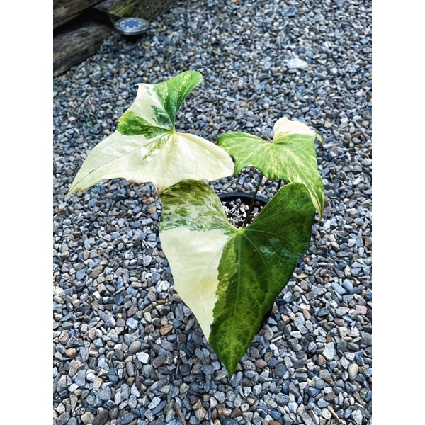 斑葉火鶴 Anthurium pterodactyl variegated龜背芋、蔓綠絨、觀葉植物、雨林植物、斑葉植物