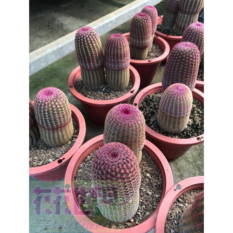 花花世界 多肉植物 紫太陽仙人掌 赤太陽5吋2 3株10 15cm 蝦皮購物