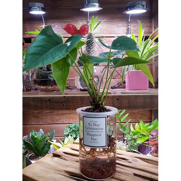 水耕植物盆栽的價格推薦第5 頁 21年11月 比價比個夠biggo