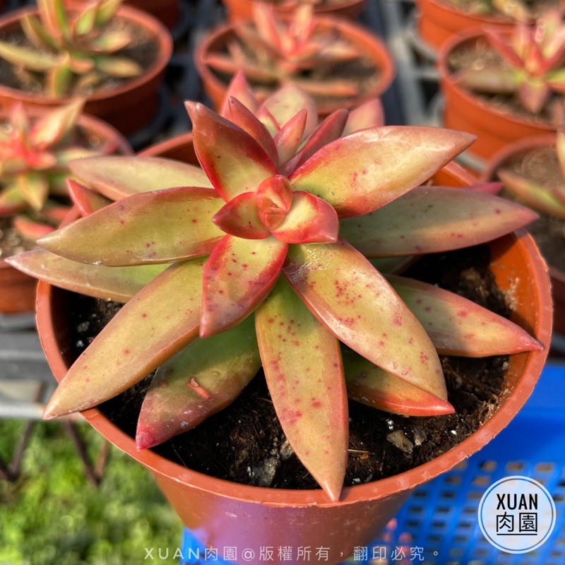 3吋盆 火風暴 銘月園藝種 多肉植物 多肉 療癒小物 組盆 Xuan肉園 蝦皮購物