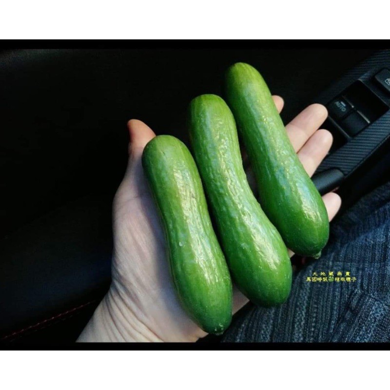 水果小黃瓜🥒（種子）$58/15粒