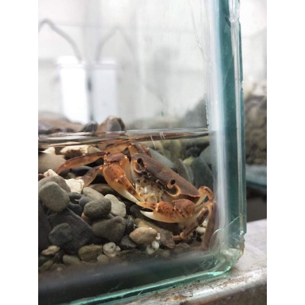 螃蟹飼料的價格推薦 22年3月 比價比個夠biggo