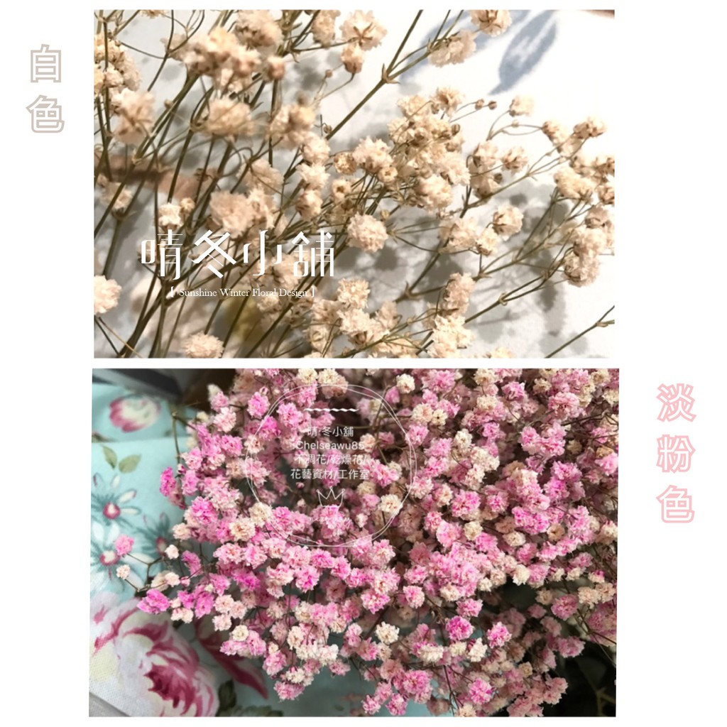 晴冬小舖 進口厄瓜多乾燥滿天星超齊全 全11色 乾燥花材乾燥花束不凋花手作鄉村風乾燥花畢業花束