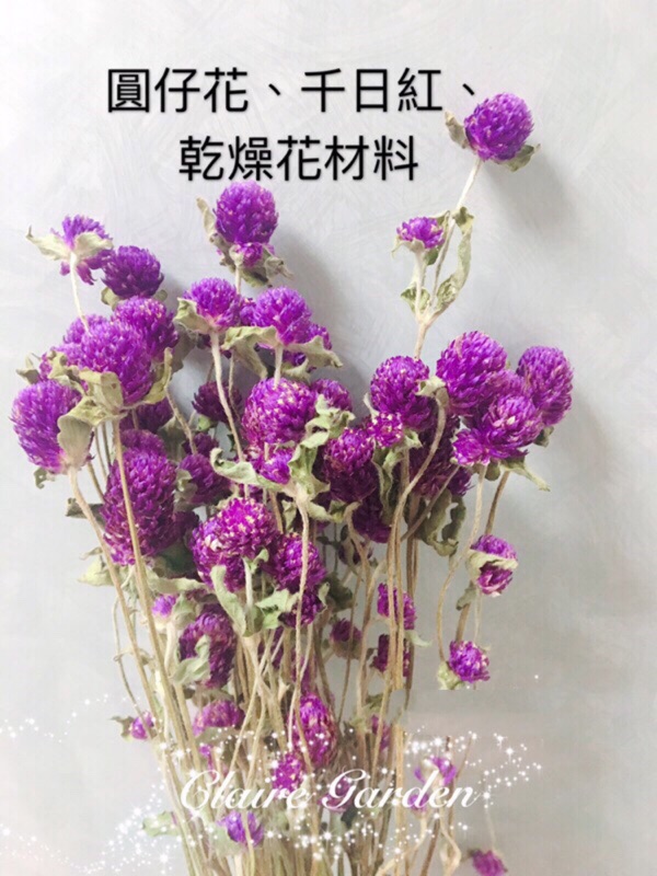 千日紅乾燥花 買五顆送一顆 乾燥花材料 千日紅 圓仔花 擺設 婚禮花束 香薰蠟燭 材料包 克萊兒花園 蝦皮購物