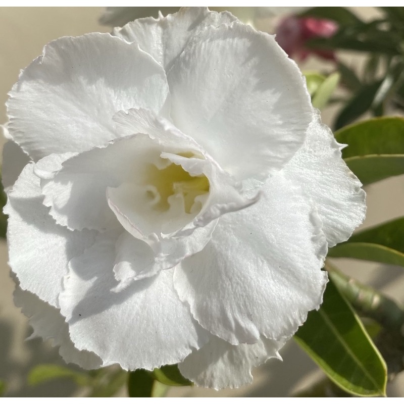 【沙漠玫瑰種子】高發芽率 耐旱植物 珍稀重瓣品系 多肉植物