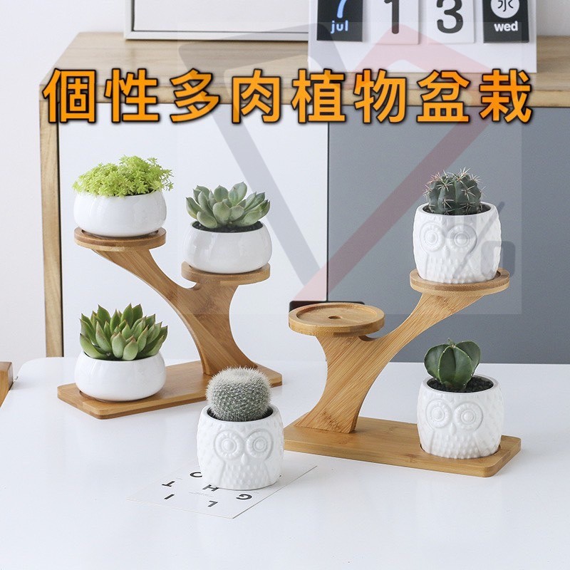 多肉植物盆栽多肉植物層架個性多肉植物盆栽多肉植物花瓶小盆栽小花瓶多肉小盆栽多肉小花瓶 蝦皮購物