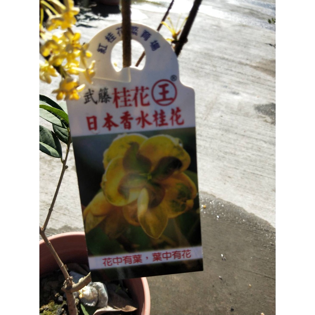 ☈綠玫☈灌木植物☈日本香水桂花☈6吋盆☈