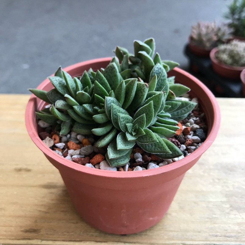 花簪多肉植物 蝦皮購物