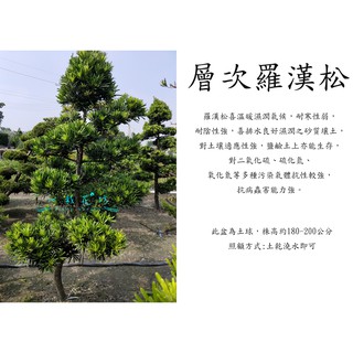 心栽花坊 羅漢松 土球 層次 樹型隨機 造型樹 綠境 綠籬植物 售價5000特價4000 蝦皮購物