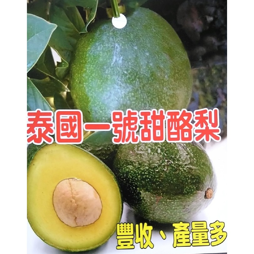 花囍園 水果苗 泰國一號酪梨 新品種 甜度高且早生 4吋高約 30cm 特價700 蝦皮購物