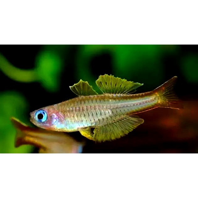上層魚飼料的價格推薦 22年12月 比價比個夠biggo