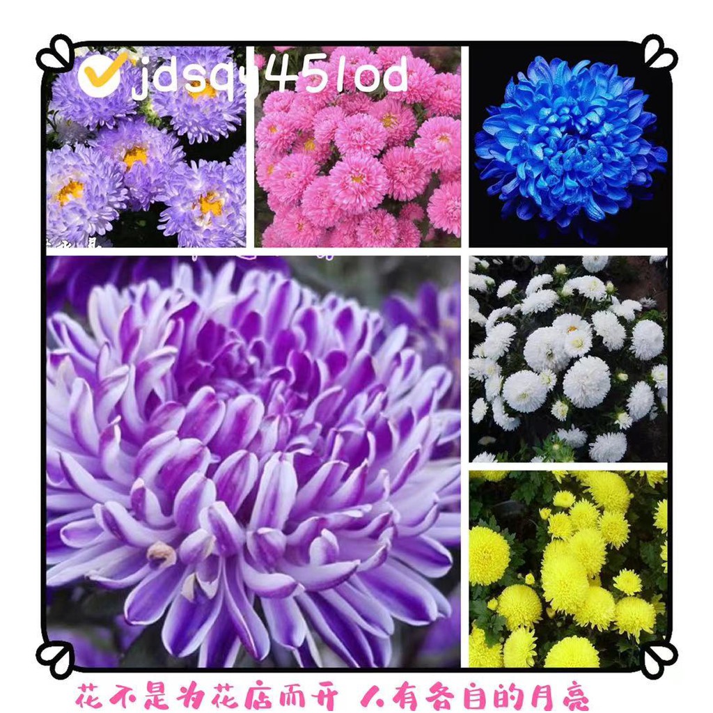 茼蒿 春菊 種子 優惠推薦 21年9月 蝦皮購物台灣